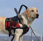 Service dog on leash wearing service jacket.